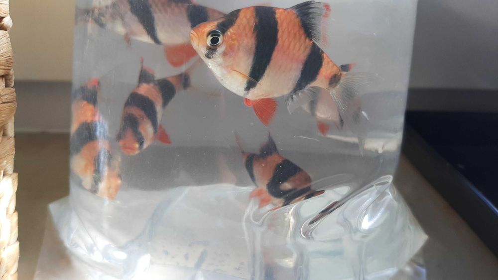 brzanka sumatrzańska