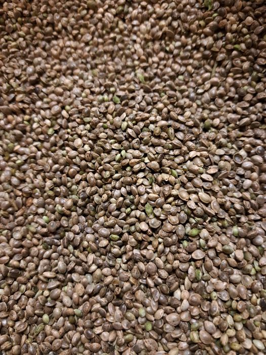 zanęta 10kg za 100 zł ,konopia na ryby