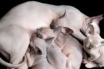 Doar gatos sphynx
