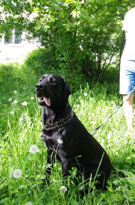 Кобель лабрадора для вязки полный пакет документов ККУ