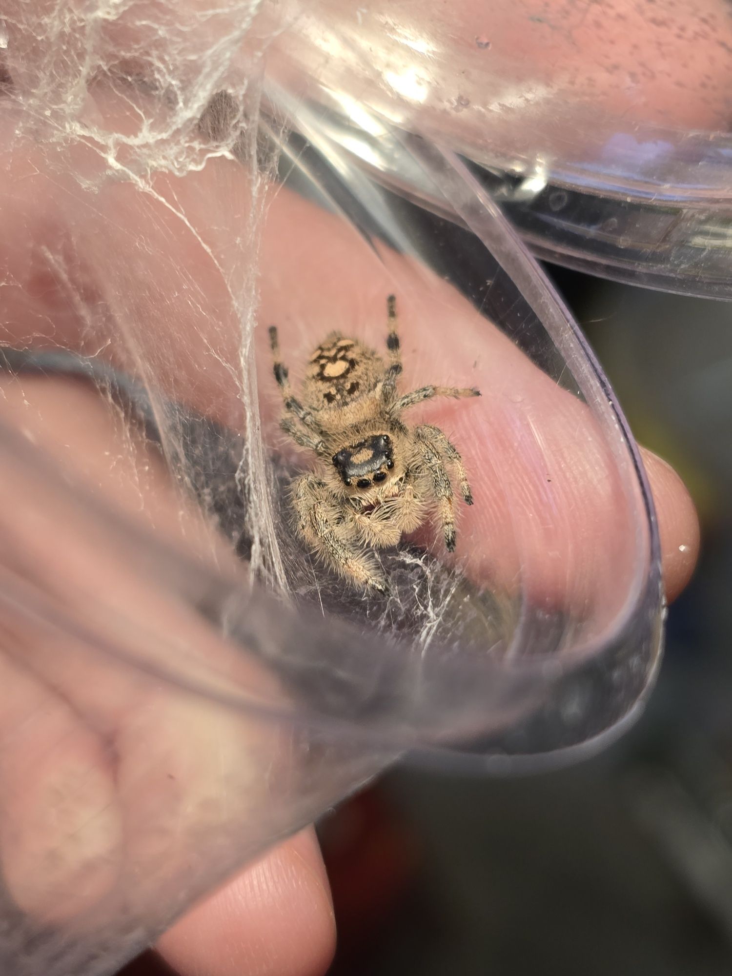 Phidippus regius / Skakun Królewski APALACHICOLA