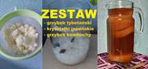 Kombucza - Grzybek tybetański - Algi japońskie | ZESTAW DO HODOWLI