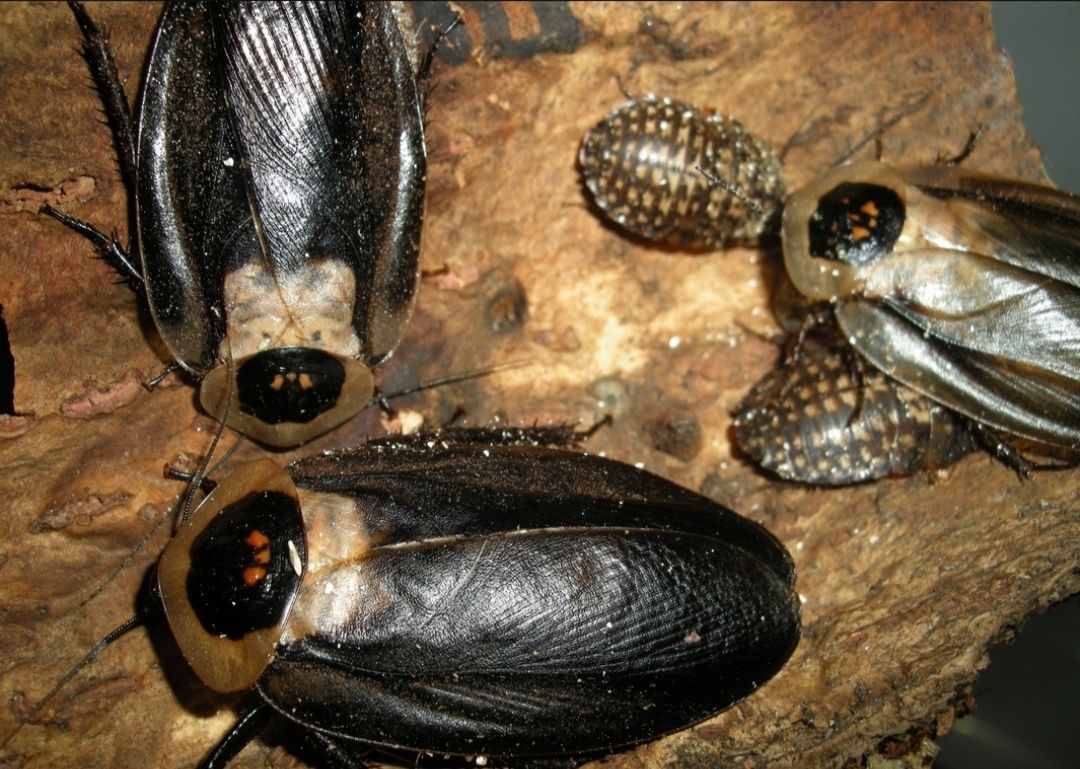 Karaczan Brazylijski Blaberus Cranifer odmiana Black Wing 10szt.