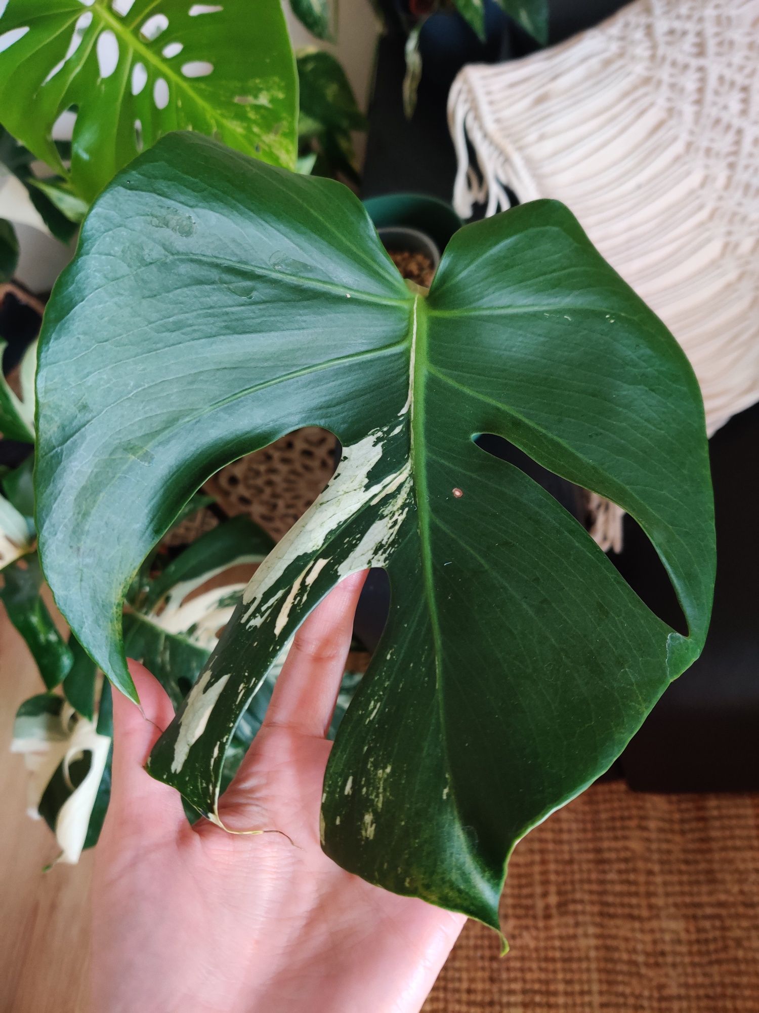 Monstera mint large form