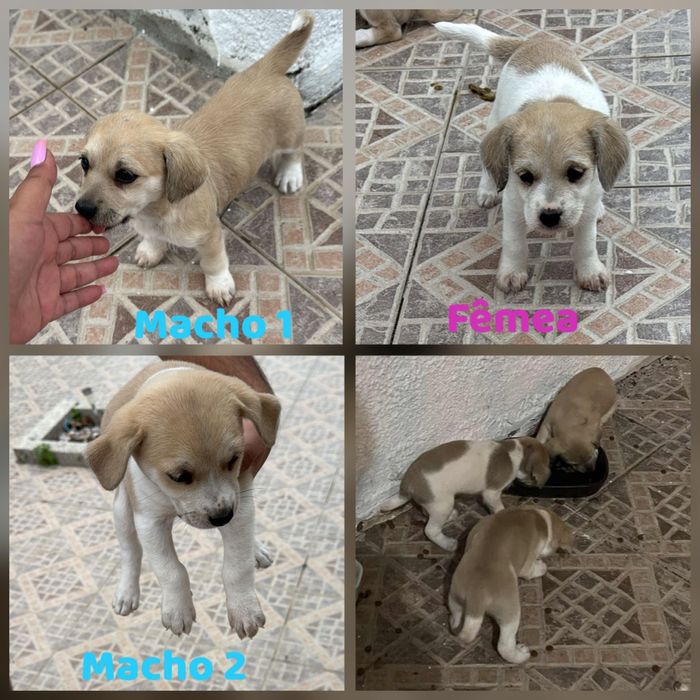 Cachorrinhos 2 meses adoção responsável