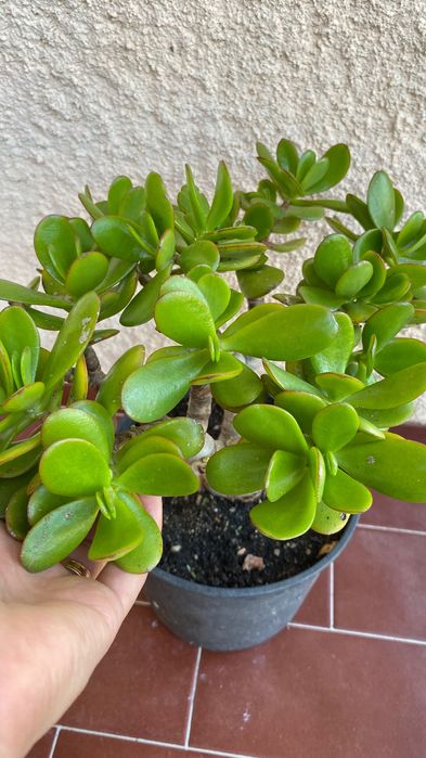 Vendo suculenta Jade
