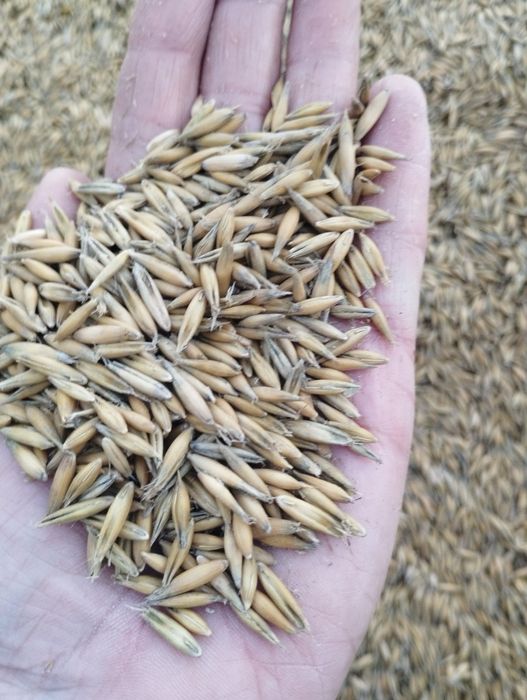 Owies dla drobiu/koni