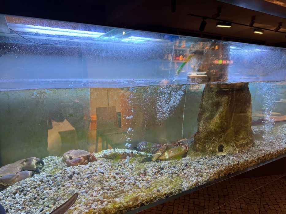 Aquário marisco água salgada