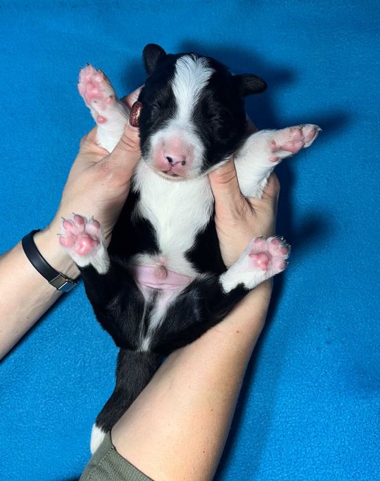 Border Collie, Piesek z Rodowodem, Rodzice przebadani, Benio