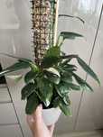 Monstera standleyana / cobra