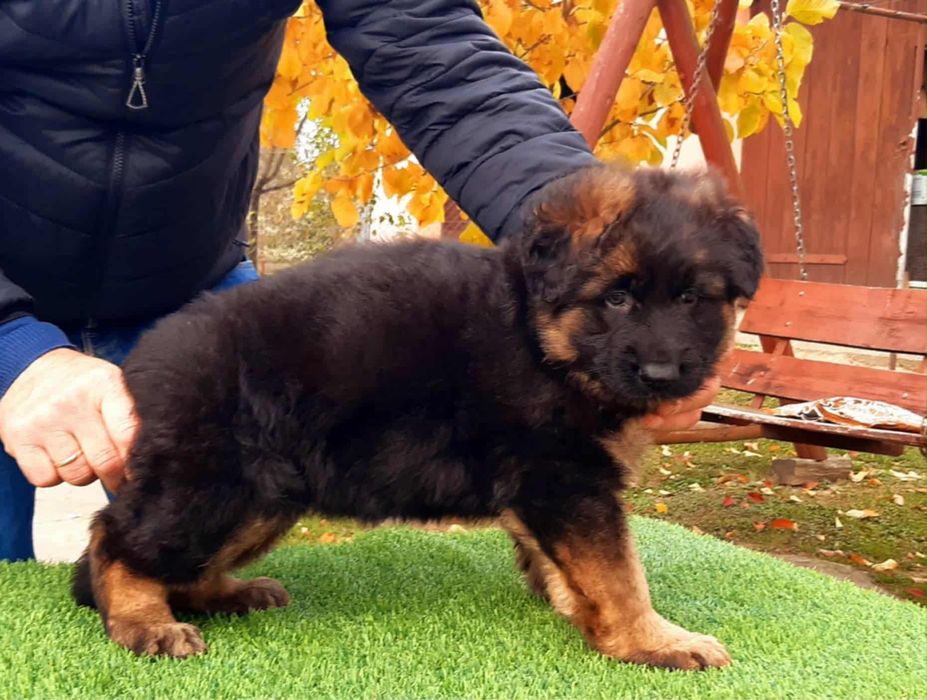 Owczarki Niemieckie dlugowlose