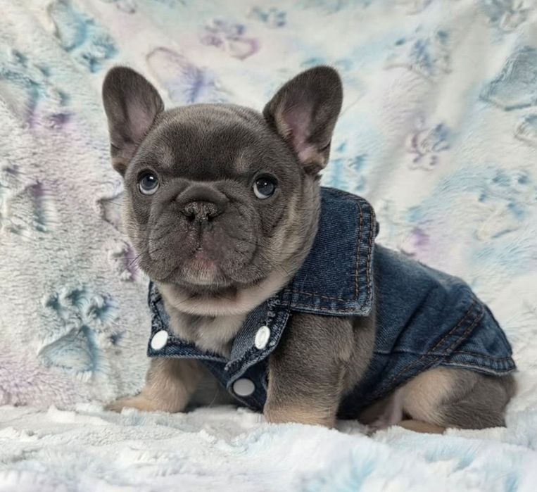 Дівчинка французький: бульдог