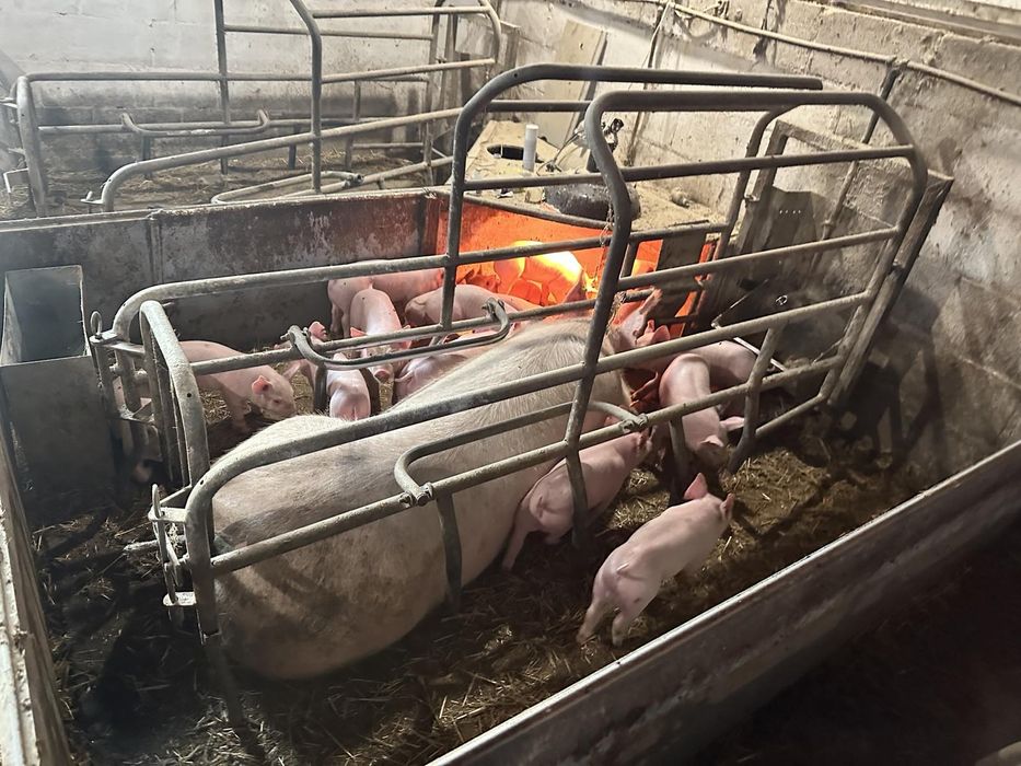 Продам Поросят Трьохпородок