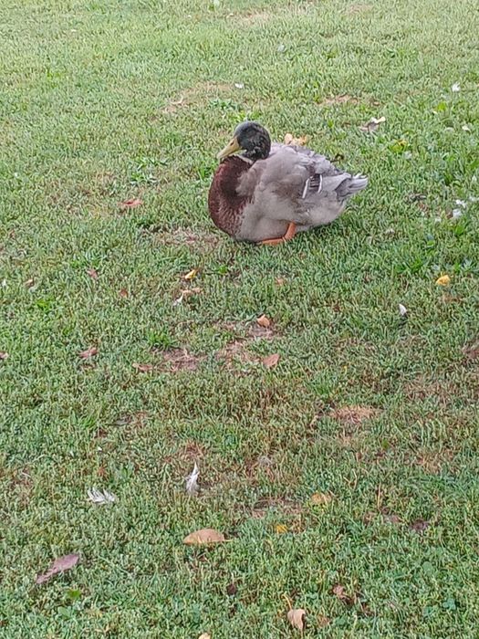 Kaczki ruanskie jaja jajka legowe