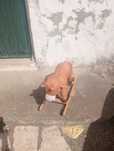 Cavalo de criança