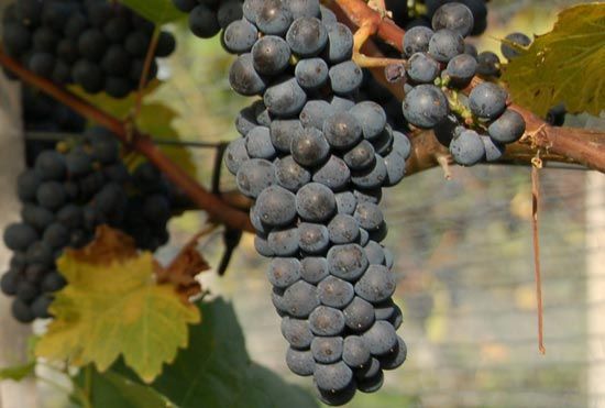 Winorośl MARECHAL FOCH sadzonki winogron do -28 ST
