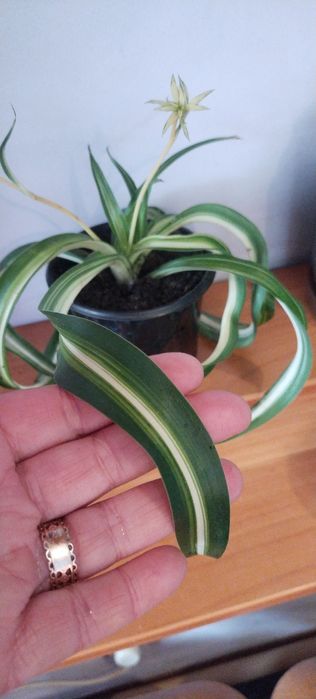 Хлорофітум Боні кучерявий хлорофитум бонни