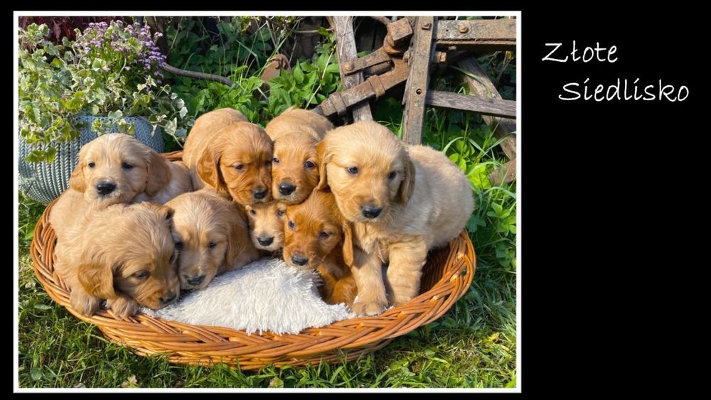 Złote szczeniaki golden retriever