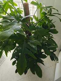Philodendron pedatum Florida Green