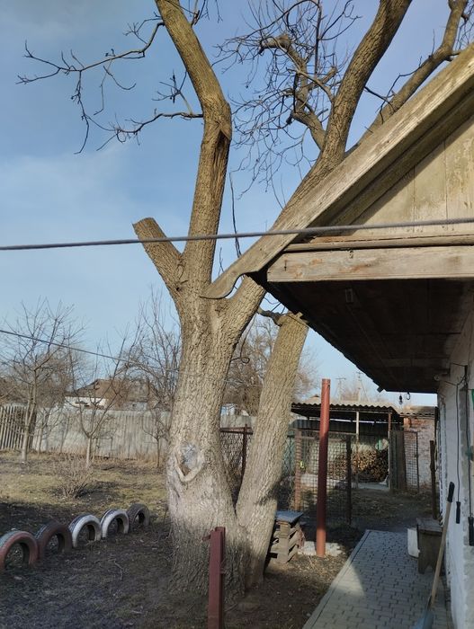 дрова з горіха безкоштовно!