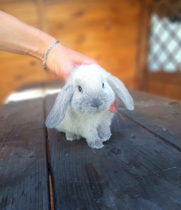 Карликовые мини кролики,міні банчик,вислоухий,весловухий