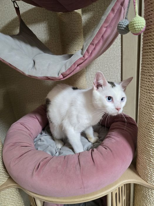 Алтайский голубоглазый мальчик