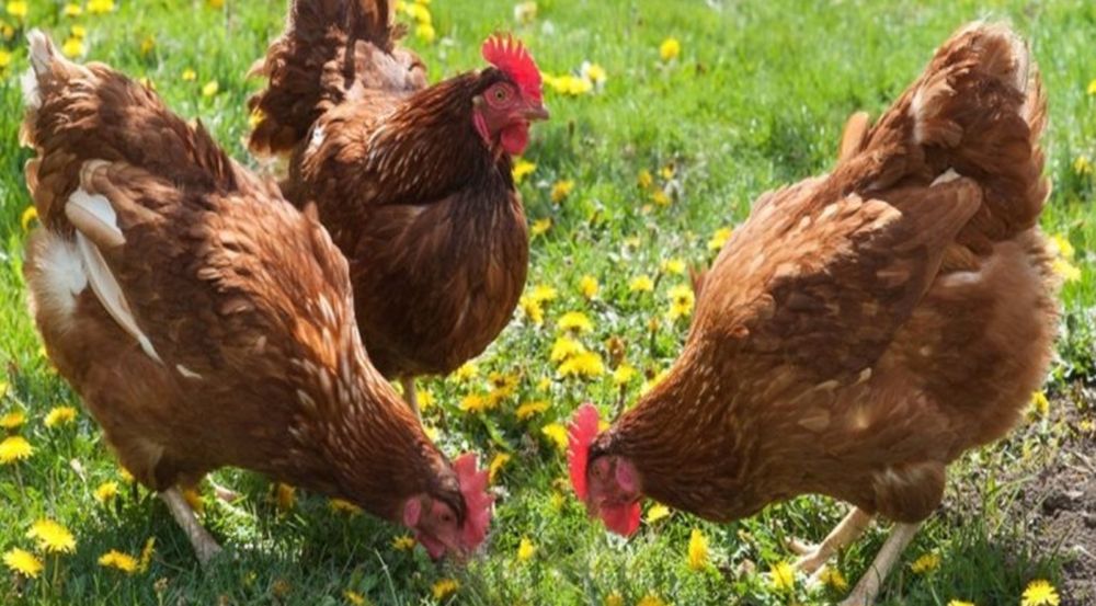 Кури несучки Ломан Браун !