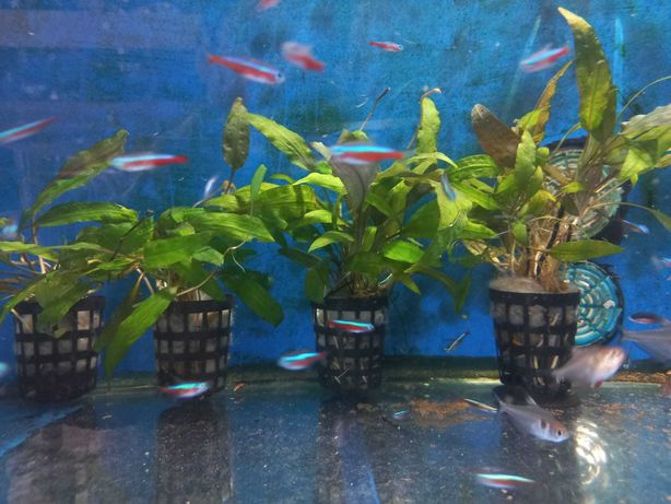 Planta de aquário em vaso- Cryptocoryne Wendtii green 6-10 pés