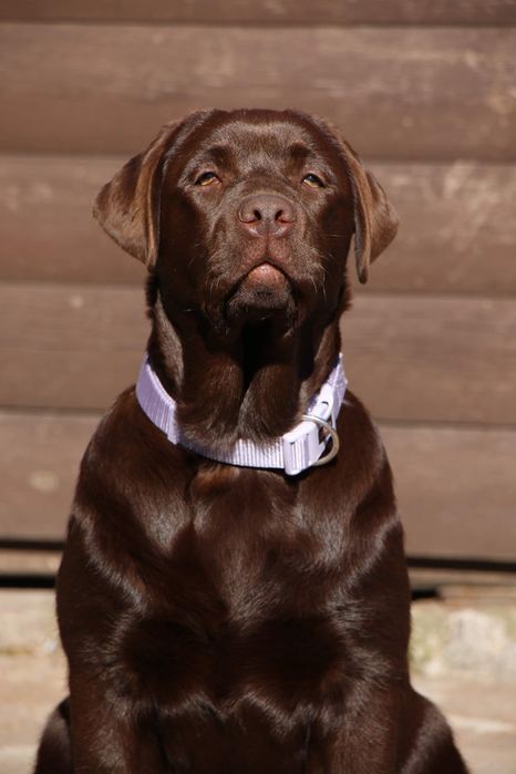 Перспективні лабрадори Запоріжжя