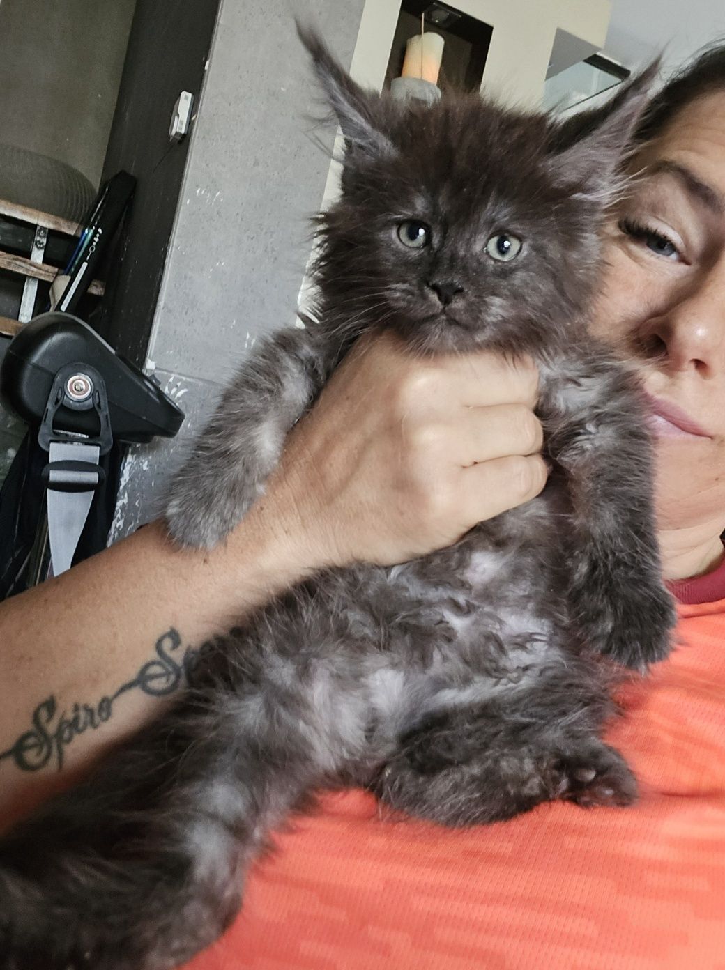 Mainecoon Coon Kocurek Felis Polonia