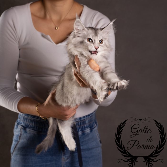 Kotka Maine Coon FPL szylkretka czarna srebrzysta