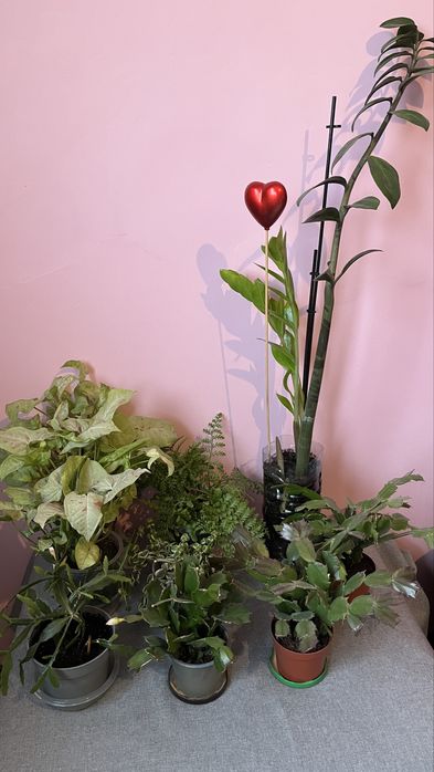 Kwiaty doniczkowe w super cenie!