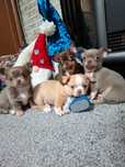 Do rezerwacji Chihuahua z rodowodem