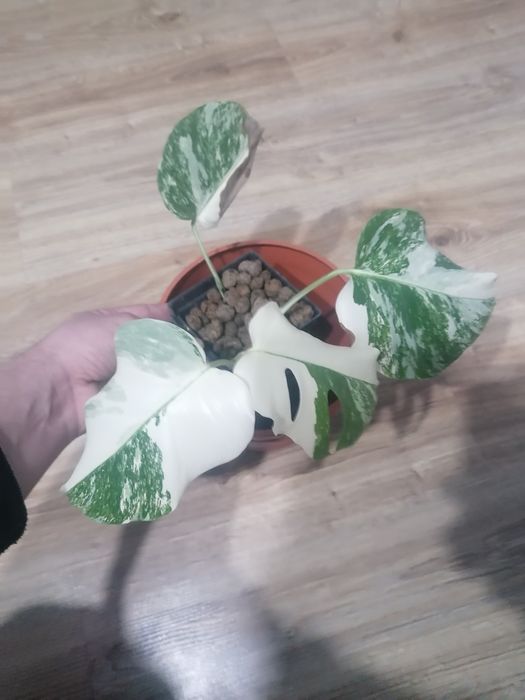 Monstera Variegata ukorzeniona