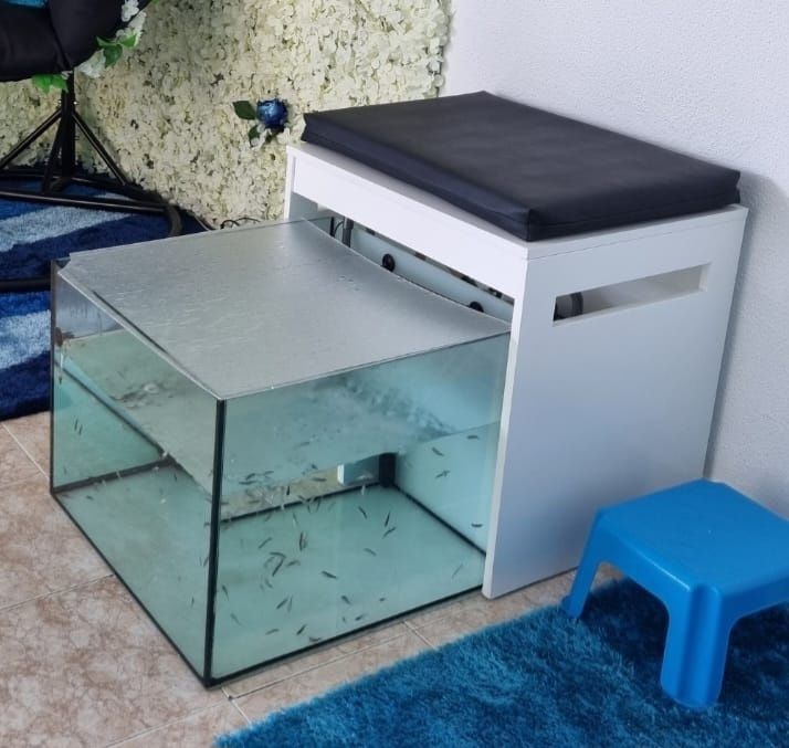 Aquário de Ictioterapia Fishspa Garra Rufa