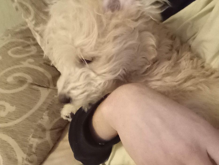 Пропала собака г.Харьков