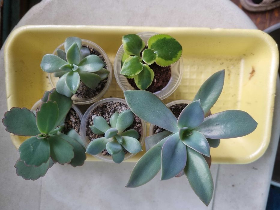 Суккуленты. Обмен на книги