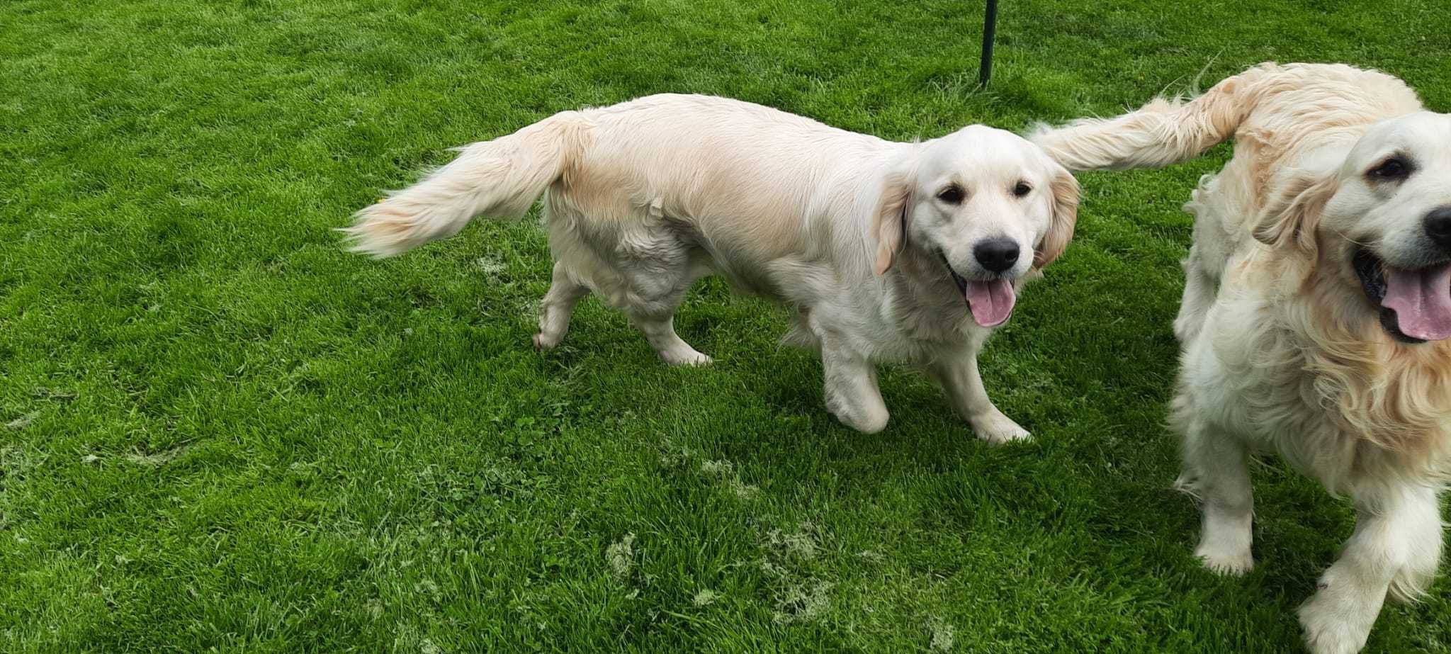 Szczeniak / piesek Golden Retriever Związek Kynologiczny FCI
