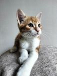 Котёнок ищет дом