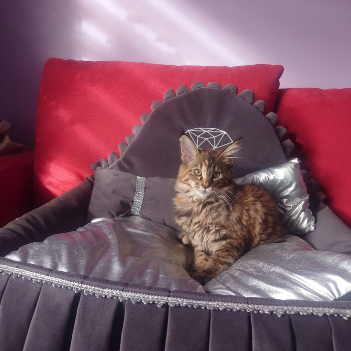 Kotka Maine coon