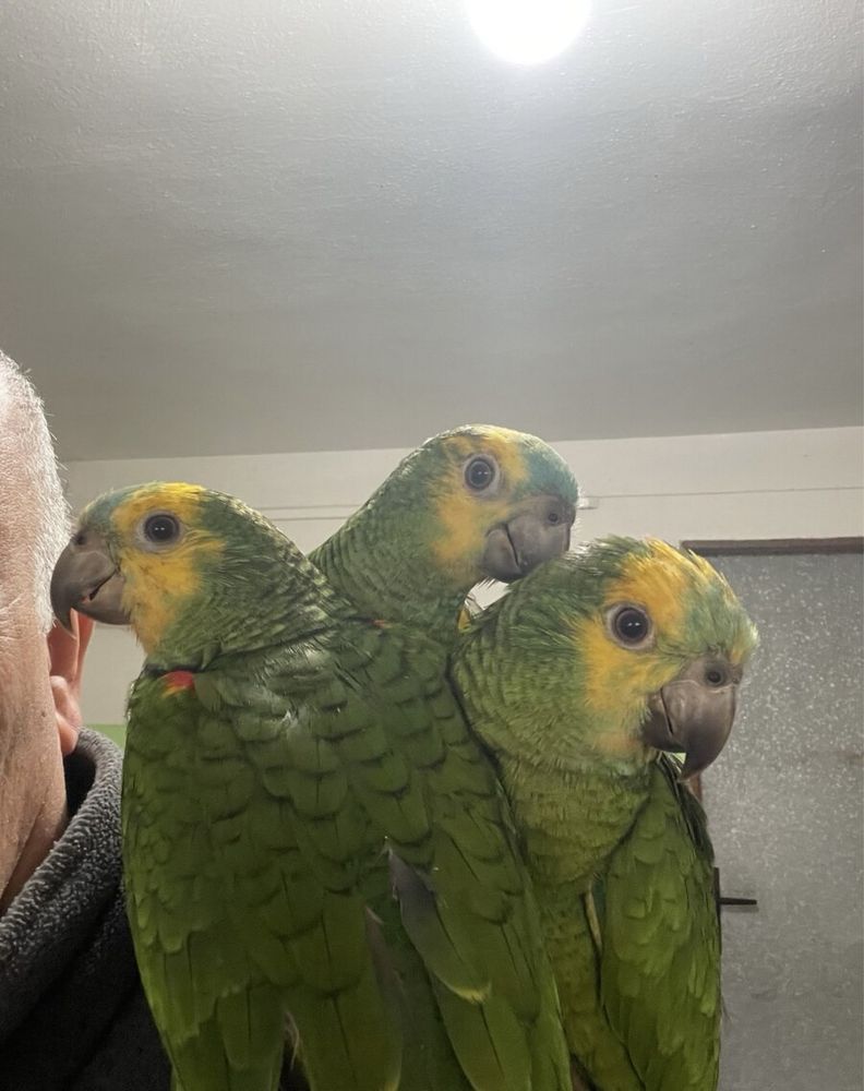 Крупные говорящие попугаи Амазоны