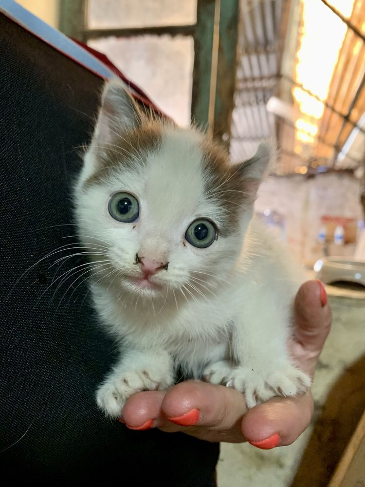 Gatinho para adoção