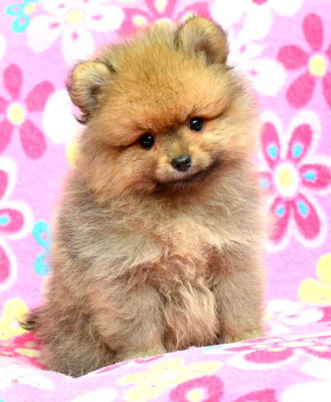 Szpic Miniaturowy Pomeranian Codi śliczny piesek ZKwP FCI rodowód
