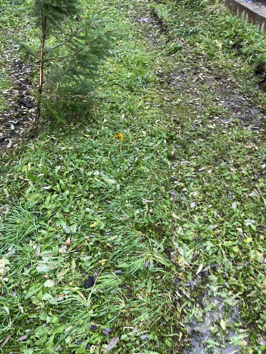 działkę pod farmę pv Łomazy wydzierżawię