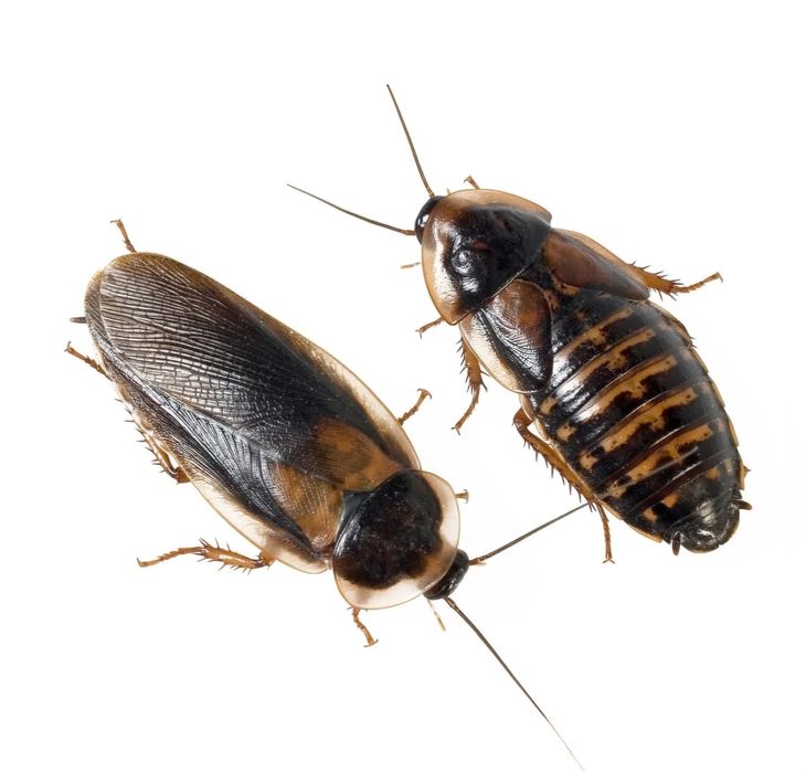 Baratas Argentina Alimento vivo