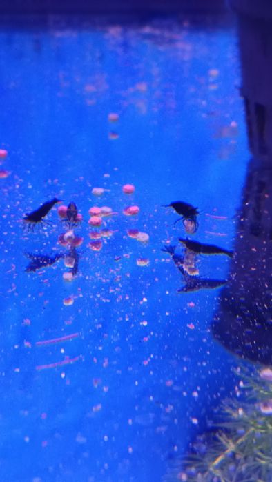 Camarões neocaridinas