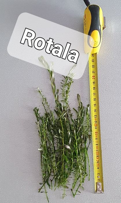Rośliny akwariowe Limnophilia, Rotala, Bakopa, Kryptokoryny, Lotos