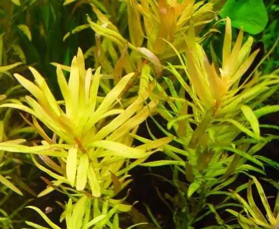 Rośliny do akwarium akwariowe - Naesea Gold