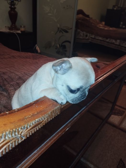 Французький бульдог хлопчик