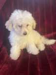 Caniche menina mini